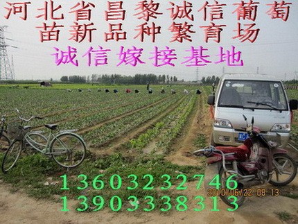 供应葡萄苗木克瑞森葡萄苗